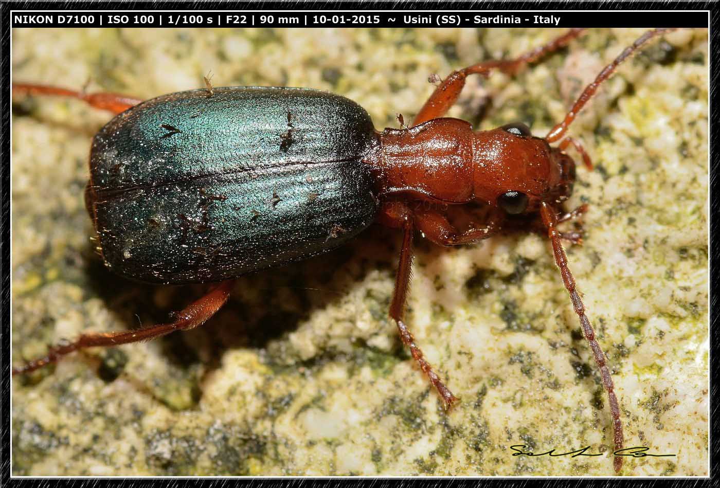 Brachinus crepitans